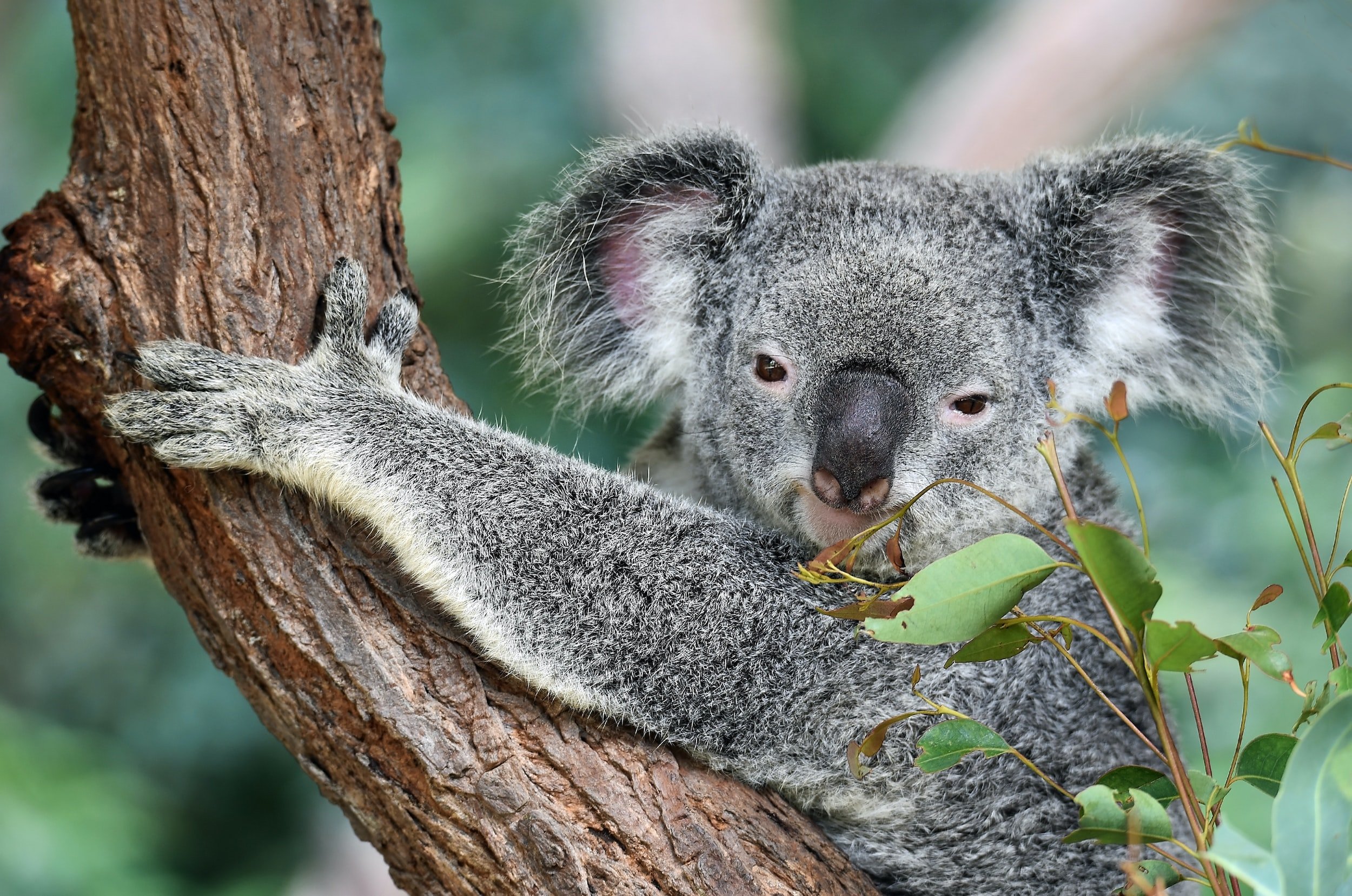 Australien